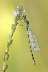 Erythromma viridulum Erythromma viridulum