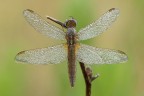 Crocothemis Erythraea Crocothemis Erythraea