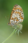 Melitaea didyma Melitaea didyma