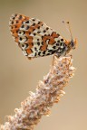 Melitaea didyma Melitaea didyma