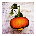 zucca..... zucca.....