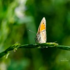 Ti Osservo Ti Osservo