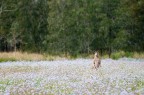 Coombabah Lakelands Conservation Area