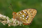 Argynnis ( Fabriciana) adippe Argynnis ( Fabriciana) adippe