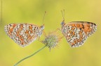 Melitaea II... Melitaea II...