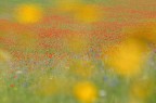 Colori