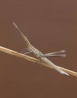 Phasmatodea... Phasmatodea...