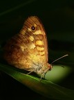 *** Dall'ombra ***