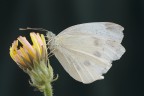 Pieris brassicae