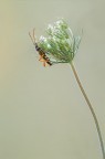 Stenopterus ater Linnaeus