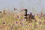 gallina prataiola