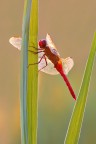 Crocothemis erythraea Crocothemis erythraea