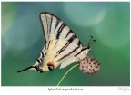 Iphiclides podalirius Iphiclides podalirius