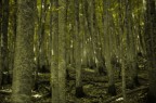 Bosco Bosco