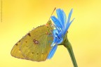Colias.... Colias....