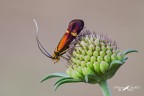 Adelidae_Nemophora-raddaella-female Adelidae_Nemophora-raddaella-female