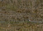 Corriere piccolo (Charadrius dubius) Corriere piccolo (Charadrius dubius)