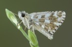 Pyrgus malvae Pyrgus malvae