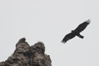 Aquila reale