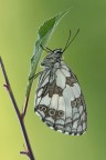 Melanargia Galathea Melanargia Galathea
