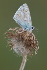 Polyommatus coridon Polyommatus coridon