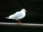 Un gabbiano in posa sul lago di Ginevra