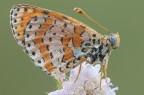 melitaea con rugiada melitaea con rugiada
