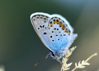 Seguendo i consigli del forum ho ottenuto questo, purtroppo c'era un pochino di vento e non ho potuto chiudere il diaframma come avrei voluto.
T 1/200 f4 iso 100