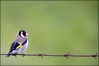 Consigli e commenti sono sempre ben accetti.

Canon D MK IV + Canon  500 mm + 1.4 x - Parco nazionale Monfrague
iso 1000 tv 1/640 av 5.6 - mano libera

Ciao

Luca