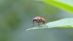 Penso si tratti di un qualche tipo di mosca.
T 1/2 secondo F 14 Iso 100 Tamron 90mm