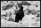 Mer de Glace - Bird Mer de Glace - Bird