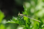 libellula a ore 15 libellula a ore 15