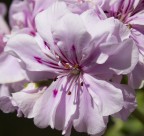 un tentativo un tentativo