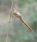 Crocothemis Erythraea... Crocothemis Erythraea...