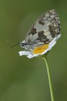 Melanargia Melanargia
