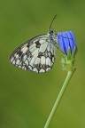 Galathea Galathea