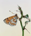 Melitaea... Melitaea...