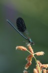 Calopteryx splendens - 4 Calopteryx splendens - 4