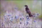 Consigli e commenti sono sempre ben accetti.

Canon D MK IV + Canon 500 mm + 1.4 x - mano libera
iso 1000 tv 1/640 av 5.6 - Parco Nazionale Monfrague

Ciao 

Luca