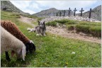 7 croci sul Pasubio.