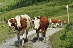 Muccheche stanno ritornando verso la malga dopo aver percorso una ripida salita. Si pu notare la stanchezza nel loro incedere.