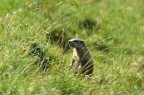 Giovane esemplare di marmotta sui piani di Vissada vicino alla val Visdende in Comelico (BL)