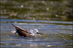 Consigli e commenti sono sempre ben accetti.

Canon D MK IV + Canon 500 mm + 1.4 x
iso 320 tv 1/1600 av 5.6 - mano libera

Ciao

Luca