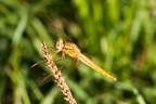 Libellula Libellula