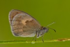 Coenonimpha pamphilius Coenonimpha pamphilius