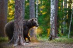 Orso bruno in controluce