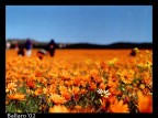 Fiori Fiori