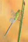 La mia prima Anax imperator scattata sull'Altopiano carsico di Rascino in provincia di Rieti ,in compagnia di molti amici....per il ritrovamento di questo giovane esemplare devo ringraziare Liliana e suo marito che ho avuto il piacere di conoscere :)

Nikon d7000 ,sigma 150 os macro ,cavalletto ,plamp ,pannello traslucido ,luce naturale ,F/11 ,1/40 ,iso 100 ,150mm