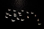 Cigno di cigni