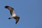 Falco pescatore Pandion haliaetus Osprey Falco pescatore Pandion haliaetus Osprey
